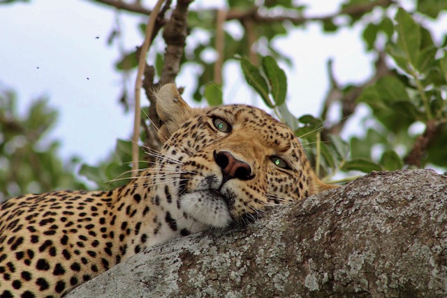 Les 10 Parcs Incontournables lors d'un Safari en Tanzanie avec l'Agence Hors Pistes
